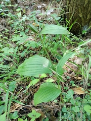 Cypripedium reginae