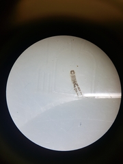 Monocorophium acherusicum