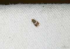 Stigmella apicialbella