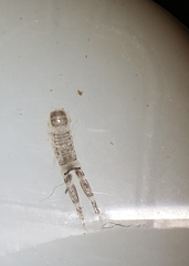 Monocorophium acherusicum