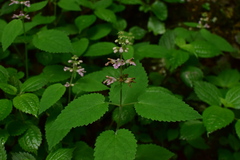 Stachys affinis