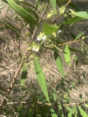 Myoporum acuminatum