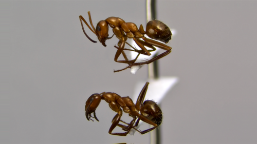 Photo of Uncertain Field Ant