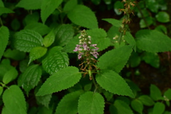 Stachys affinis