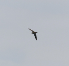 Calidris subminuta