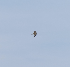 Calidris subminuta