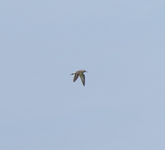 Calidris subminuta