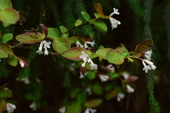 Wikstroemia glabra