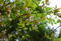 Wikstroemia glabra