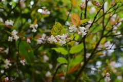 Wikstroemia glabra