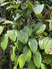 Smilax setosa