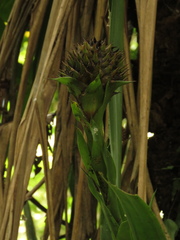 Guzmania triangularis