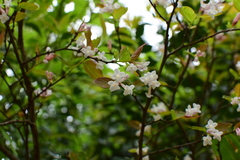 Wikstroemia glabra