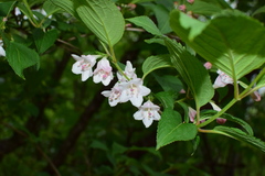 Weigela coraeensis