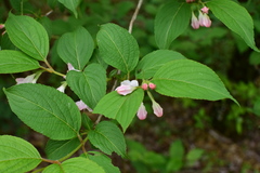 Weigela coraeensis