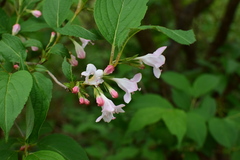 Weigela coraeensis
