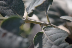 Vernonanthura cordata