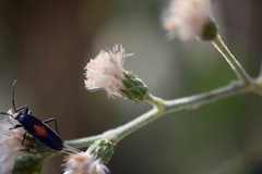 Vernonanthura cordata