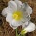 Alcea nudiflora - Photo ללא זכויות יוצרים, הועלה על ידי Алексей Ябс