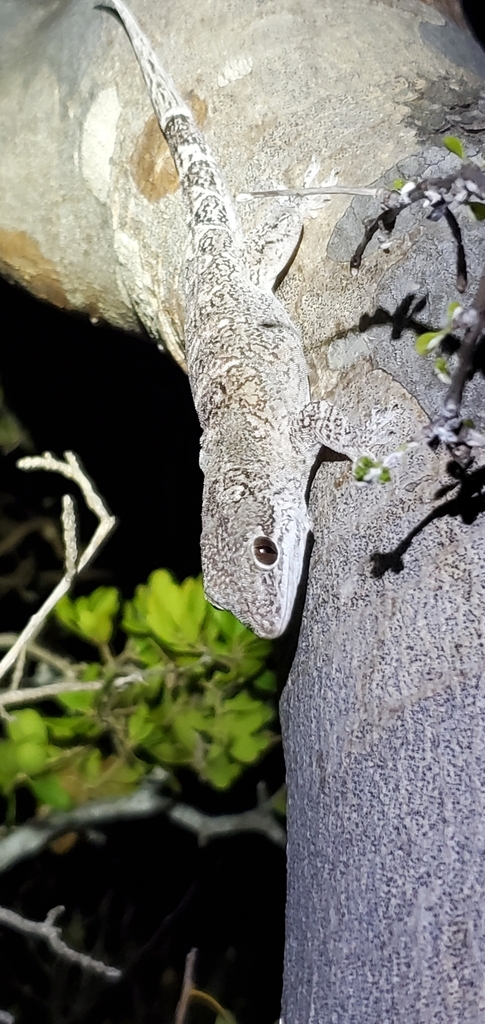 Caicos Gecko