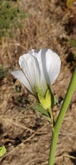 Alcea nudiflora