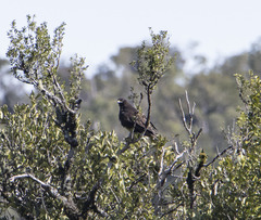 Buteo ventralis