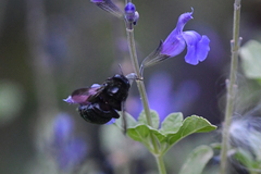 Xylocopa tabaniformis orpifex