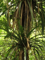 Guzmania triangularis