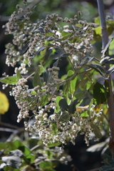 Vernonanthura cordata