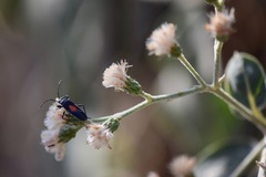 Vernonanthura cordata