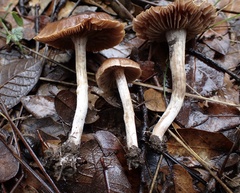 Cortinarius subturibulosus