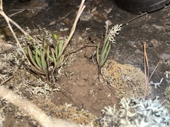 Phemeranthus parviflorus