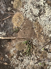 Phemeranthus parviflorus