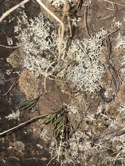 Phemeranthus parviflorus