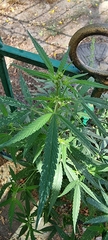 Cannabis sativa