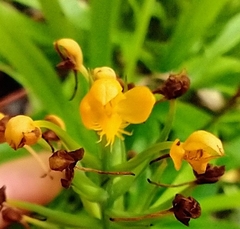 Platanthera cristata