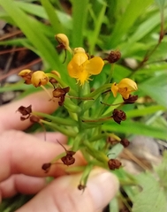 Platanthera cristata