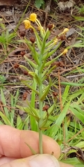 Platanthera cristata