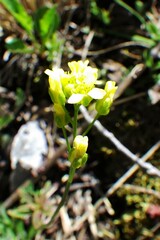 Draba juvenilis