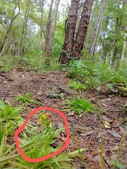 Platanthera cristata