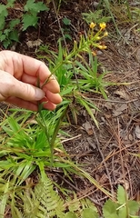 Platanthera cristata