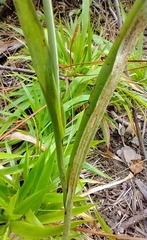 Platanthera cristata