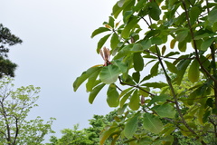 Magnolia officinalis