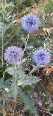 Echinops karatavicus