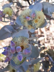 Eucalyptus gillii