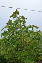 Magnolia officinalis