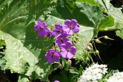 Geranium ruprechtii
