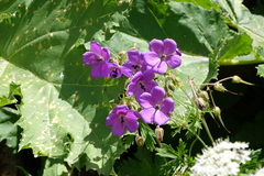 Geranium ruprechtii