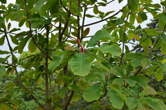 Magnolia officinalis