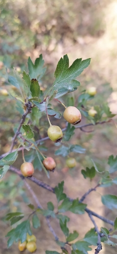 Crataegus turkestanica